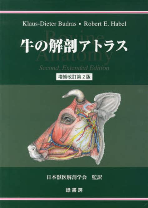 牛の解剖108：雄性生殖器（1） 